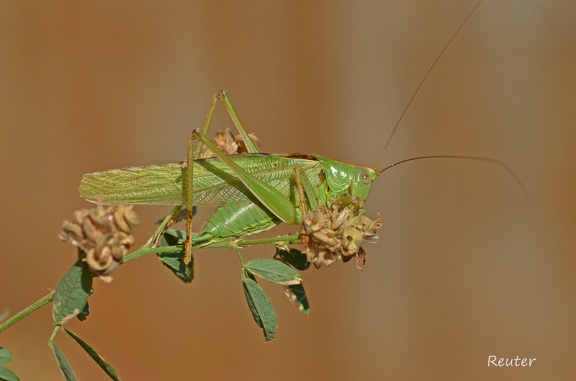 Grünes Heupferd (Tettigonia viridissima)